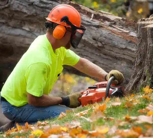 tree services Green Springs